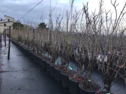 Chinese Judasboom (Cercis Chinensis 'Shirobana') -Planten Verkoopwinkel cercisshirbana