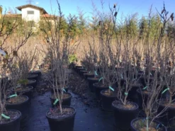 Chinese Judasboom (Cercis Chinensis 'Shirobana') -Planten Verkoopwinkel cercisshirobana125