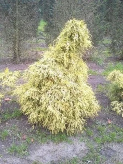 Cypres (Chamaecyparis Pisifera 'Filifera Aurea') -Planten Verkoopwinkel cham l aurea