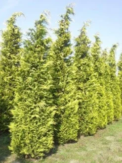 Gele Haagconifeer (Chamaecyparis Lawsoniana 'Ivonne') -Planten Verkoopwinkel cham l ivonne 400 450 1 1