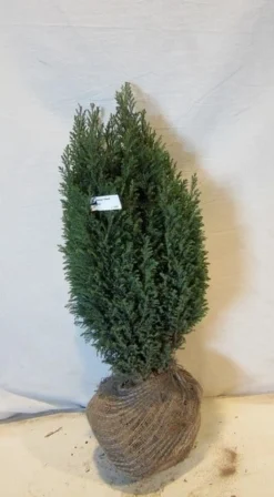 Cypres (Chamaecyparis Lawsoniana 'Ellwoodii') -Planten Verkoopwinkel chamacyparislellwoodii050 060