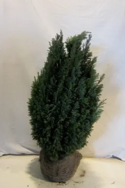 Cypres (Chamaecyparis Lawsoniana 'Ellwoodii') -Planten Verkoopwinkel chamacyparislellwoodii060 080