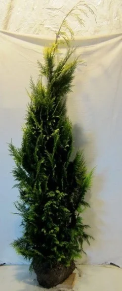 Gele Haagconifeer (Chamaecyparis Lawsoniana 'Ivonne') -Planten Verkoopwinkel chamacyparislivonne175 200 1