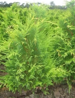 Gele Haagconifeer (Chamaecyparis Lawsoniana 'Stardust') -Planten Verkoopwinkel chamacyparislstard60100jv