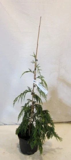 Cypres (Chamaecyparis Nootkatensis 'Pendula') -Planten Verkoopwinkel chamacyparisnpendula050 060