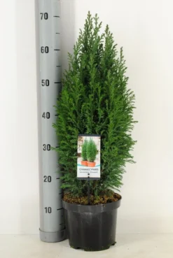 Cypres (Chamaecyparis Lawsoniana 'Ellwoodii') -Planten Verkoopwinkel chamaecyparis law. ellwoodii c3 m