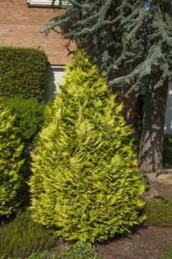 Gele Haagconifeer (Chamaecyparis Lawsoniana 'Ivonne') -Planten Verkoopwinkel chamaecyparis law. ivonne 1