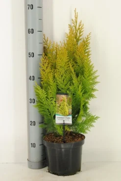 Gele Haagconifeer (Chamaecyparis Lawsoniana 'Ivonne') -Planten Verkoopwinkel chamaecyparis law. ivonne c3 m