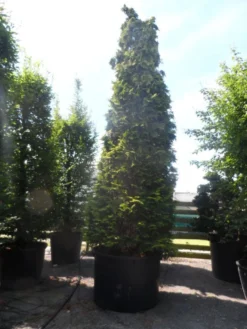 Gele Haagconifeer (Chamaecyparis Lawsoniana 'Ivonne') -Planten Verkoopwinkel chamaecyparis lawsoniana ivonne 500 600 c750 1