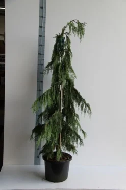 Cypres (Chamaecyparis Nootkatensis 'Pendula') -Planten Verkoopwinkel chamaecyparis n. pendula 125 150 cm co. 12l v 1