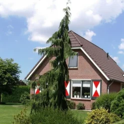 Cypres (Chamaecyparis Nootkatensis 'Pendula') -Planten Verkoopwinkel chamaecyparis nootk. pendula 1