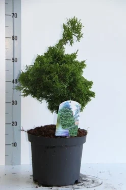 Dwergcypres (Chamaecyparis Obtusa 'Nana Gracilis') -Planten Verkoopwinkel chamaecyparis o nana gracilis 30 35 cm co. 7.5l v