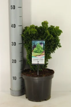Dwergcypres (Chamaecyparis Obtusa 'Nana Gracilis') -Planten Verkoopwinkel chamaecyparis obt. nana gracilis c3 m