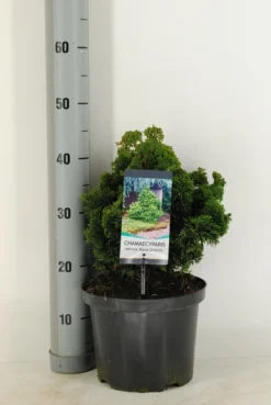 Dwergcypres (Chamaecyparis Obtusa 'Nana Gracilis') -Planten Verkoopwinkel chamaecyparis obt. nana gracilis c5 m