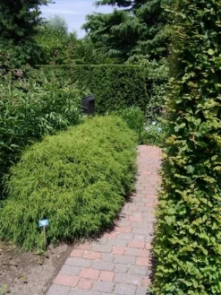 Cypres (Chamaecyparis Pisifera 'Filifera Nana') -Planten Verkoopwinkel chamaecyparis pis. filifera nana