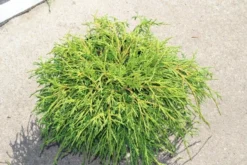 Cypres (Chamaecyparis Pisifera 'Filifera Nana') -Planten Verkoopwinkel chamaecyparis pisifera filifera nana