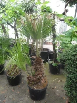 Dwergpalm (Chamaerops Humilis) -Planten Verkoopwinkel chamaerops humilis 100 125 150 c70 1
