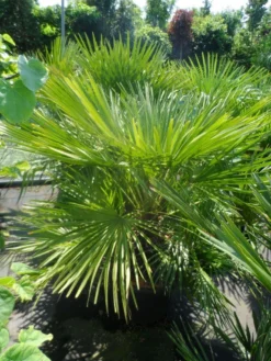 Dwergpalm (Chamaerops Humilis) -Planten Verkoopwinkel chamaerops humilis 100 125 c50