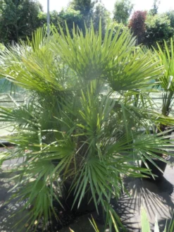 Dwergpalm (Chamaerops Humilis) -Planten Verkoopwinkel chamaerops humilis 125 150 c70
