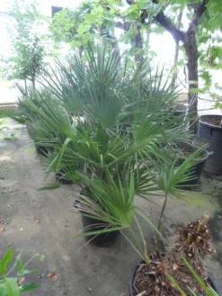 Dwergpalm (Chamaerops Humilis) -Planten Verkoopwinkel chamaerops humilis 80 100 c35