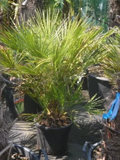 Dwergpalm (Chamaerops Humilis) -Planten Verkoopwinkel chamaerops humilis c20 60 80