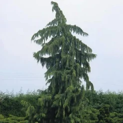 Cypres (Chamaecyparis Nootkatensis 'Pendula') -Planten Verkoopwinkel chnpendu 4