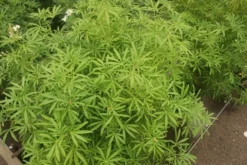 Choisya (Choisya 'Aztec Pearl') -Planten Verkoopwinkel choisya aztec pearl 2