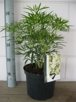 Choisya (Choisya 'Aztec Pearl') -Planten Verkoopwinkel choisya aztec pearl c5 10 08 2018