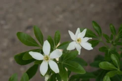 Choisya (Choisya Ternata) 11 Choisya (Choisya Ternata) -Planten Verkoopwinkel choisya ternata