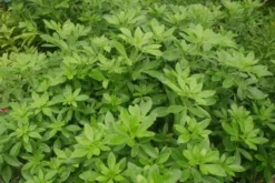 Choisya (Choisya Ternata)