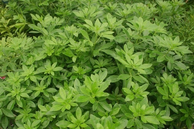 Choisya (Choisya Ternata) 1 Choisya (Choisya Ternata)