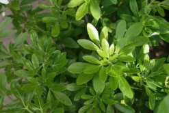 Choisya (Choisya Ternata) 12 Choisya (Choisya Ternata) -Planten Verkoopwinkel choisya ternata 2