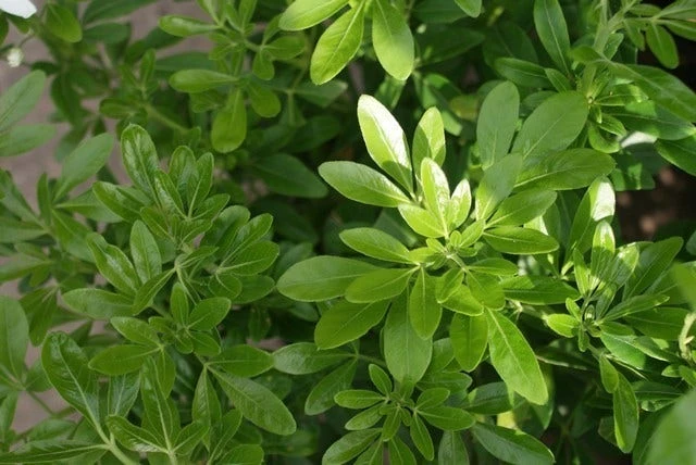 Choisya (Choisya Ternata) 4 Choisya (Choisya Ternata) - Afbeelding 4