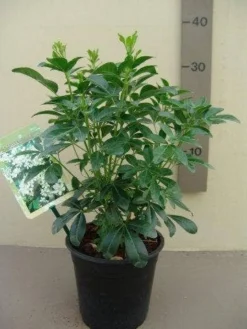 Choisya (Choisya Ternata) 13 Choisya (Choisya Ternata) -Planten Verkoopwinkel choisya ternata c2.5