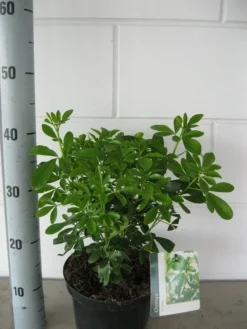 Choisya (Choisya Ternata) 14 Choisya (Choisya Ternata) -Planten Verkoopwinkel choisya ternata c3 september