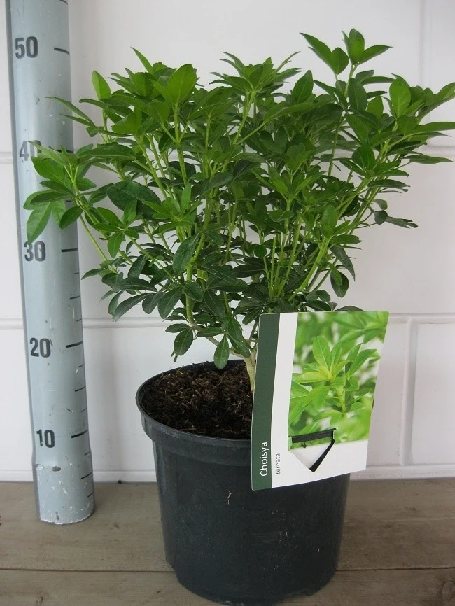 Choisya (Choisya Ternata) 7 Choisya (Choisya Ternata) - Afbeelding 7