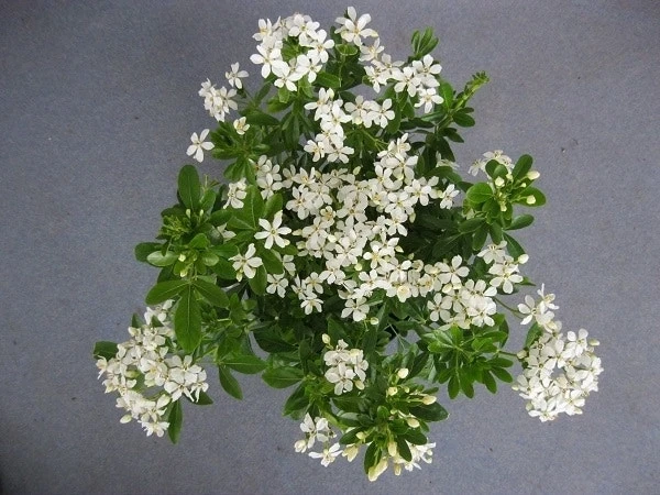 Choisya (Choisya Ternata) 2 Choisya (Choisya Ternata) - Afbeelding 2