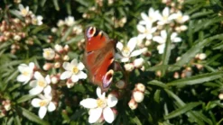 Choisya (Choisya Ternata 'White Dazzler') -Planten Verkoopwinkel choisya white dazzler butterfly