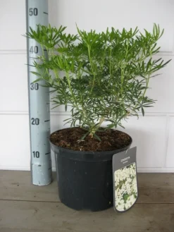 Choisya (Choisya Ternata 'White Dazzler') -Planten Verkoopwinkel choisya white dazzler c5 10 08 2018