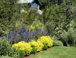 Choisya (Choisya Ternata 'Goldfingers'®) -Planten Verkoopwinkel chtgoldf choisya goldfingers garden