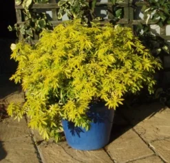 Choisya (Choisya Ternata 'Goldfingers'®) -Planten Verkoopwinkel chtgoldf choisya goldfingers pot