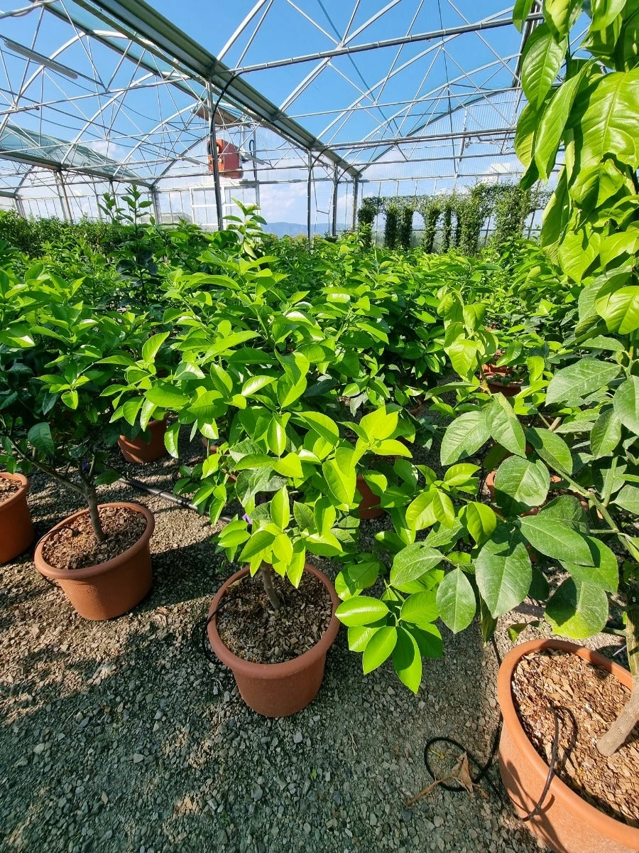 Sinaasappel (Citrus Sinensis 'Arcobal') 2 Sinaasappel (Citrus Sinensis 'Arcobal') - Afbeelding 2