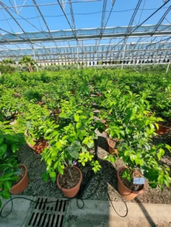 Sinaasappel (Citrus Sinensis 'Arcobal') 6 Sinaasappel (Citrus Sinensis 'Arcobal') -Planten Verkoopwinkel citrus chinensis arcobal 2