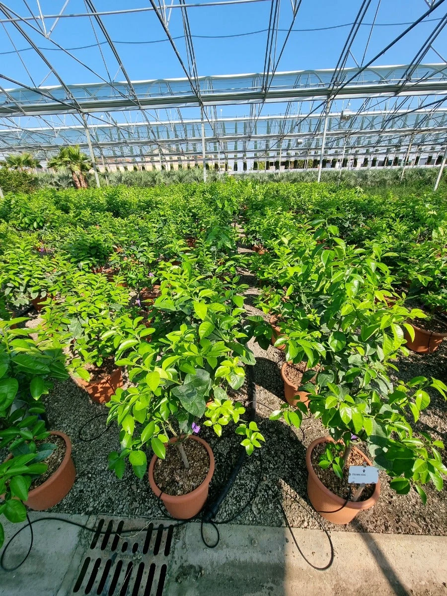 Sinaasappel (Citrus Sinensis 'Arcobal') 3 Sinaasappel (Citrus Sinensis 'Arcobal') - Afbeelding 3