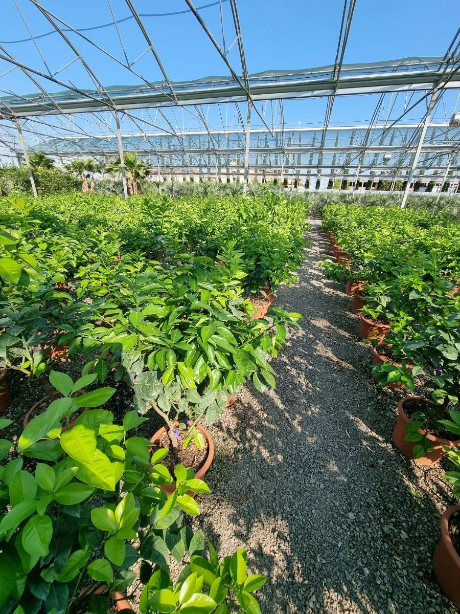 Sinaasappel (Citrus Sinensis 'Arcobal') 4 Sinaasappel (Citrus Sinensis 'Arcobal') - Afbeelding 4