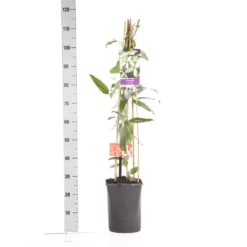 Bosrank, Groenblijvend (Clematis Armandii 'Apple Blossom') -Planten Verkoopwinkel clematis apelblossom 1.00 1.25