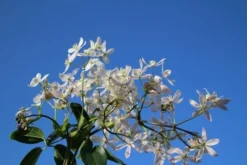 Bosrank, Groenblijvend (Clematis Armandii 'Apple Blossom') -Planten Verkoopwinkel clematis armandii apple blossom 4