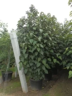 Pindakaasboom Als Struik (Clerodendrum Trichotomum) -Planten Verkoopwinkel clerodendrum trich. purple blaze11
