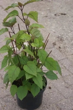 Pindakaasboom (Clerodendrum Bungei) -Planten Verkoopwinkel clerodendrum bungei 1
