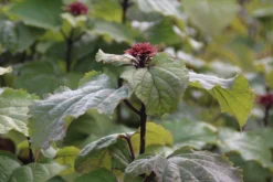 Pindakaasboom (Clerodendrum Bungei) -Planten Verkoopwinkel clerodendrum bungei 1 1